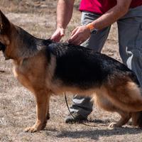 Cucciolona di pastore tedesco