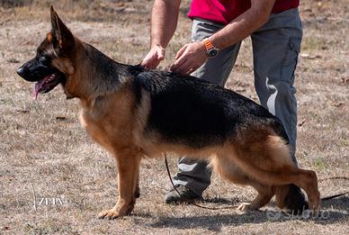 Cucciolona di pastore tedesco