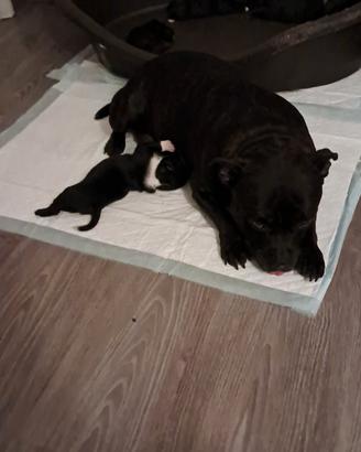 staffy