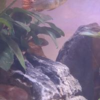 Apistogramma cacatuoides Double Red - 5 mesi