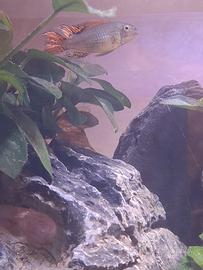 Apistogramma cacatuoides Double Red - 5 mesi