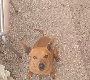 Cucciolo pincher - jack russell