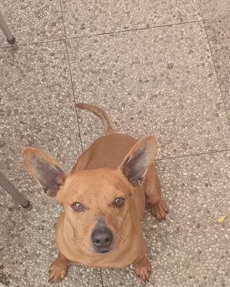 Cucciolo pincher - jack russell