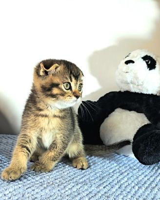 scottish fold british shorthair 