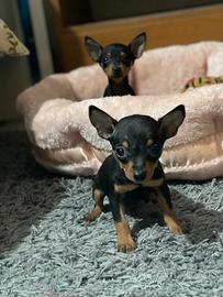 Cuccioli Pinscher -chihuahua