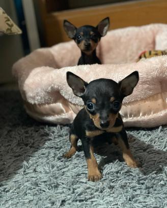 Cuccioli Pinscher -chihuahua
