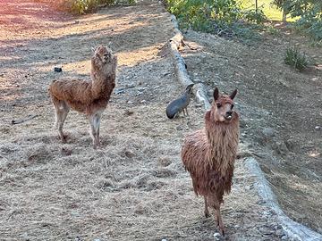 Vendita coppia di alpaca