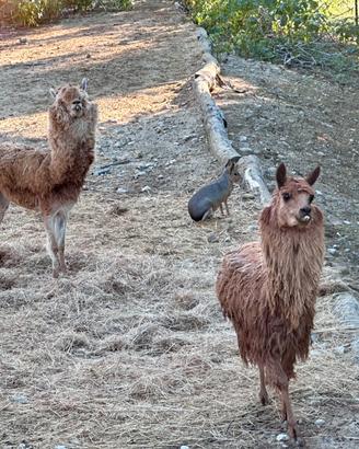 Vendita coppia di alpaca