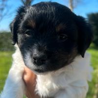 Jack Russel a pelo lungo