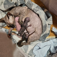 Gatto Sphynx