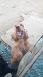 Cocker spaniel inglese 12 mesi con pedigree