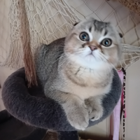 Gattini scottish fold e Scottish Straight