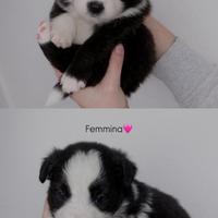 Border collie con pedigree