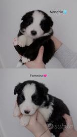 Border collie con pedigree