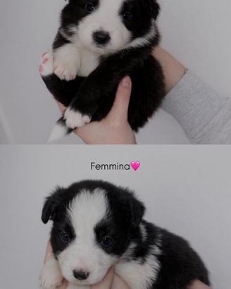 Border collie con pedigree