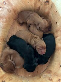 Splendidi cuccioli di cocker fulvi e neri