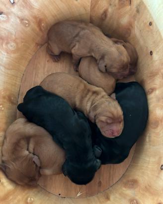 Splendidi cuccioli di cocker fulvi e neri