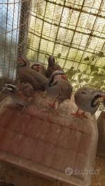 COTURNICI e COLINI VIRGINIA