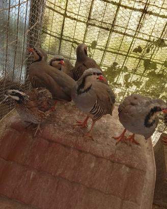 COTURNICI e COLINI VIRGINIA