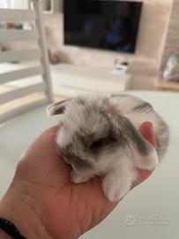 Coniglio nano ariete mini lop