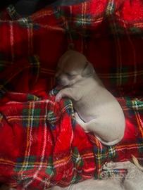 chihuahua mini toy