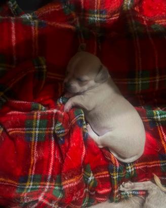 chihuahua mini toy