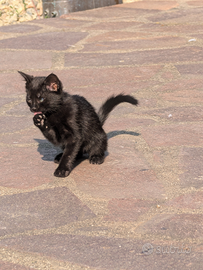 Gatti europei
