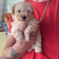 Barboncini toy piccolissimi maschi champagne