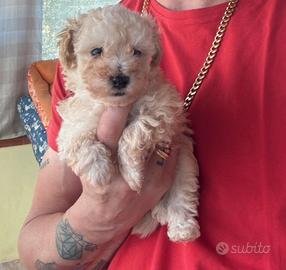 Barboncini toy piccolissimi maschi champagne