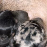 Bassotti nani a pelo duro