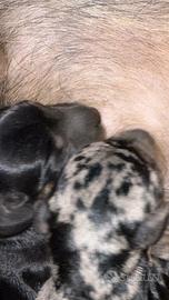 Bassotti nani a pelo duro