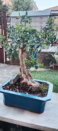 bonsai melograno