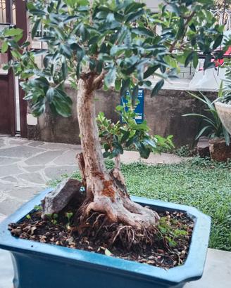 bonsai melograno