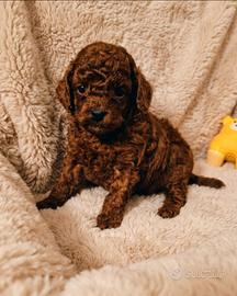 Barboncini super asiatici mini toy