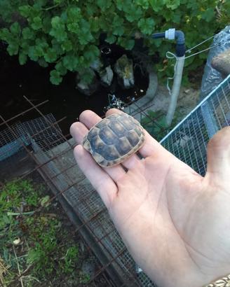 Tartarughe di terra testudo
