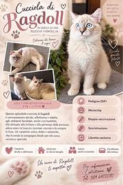 Cucciola di ragdoll con pedigree ENFI
