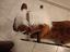 Immagine 4