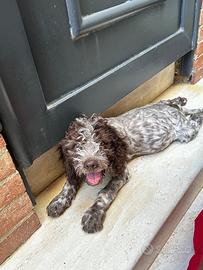Lagotto romagnolo "cuccioli"