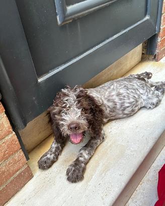 Lagotto romagnolo "cuccioli"