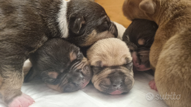 American pitbull terrier