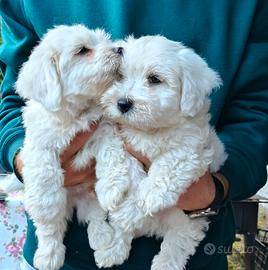 Bichon maltese di 8 settimane 