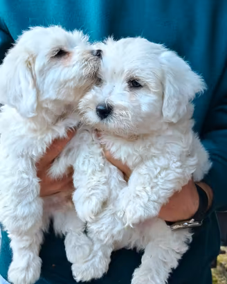 Bichon maltese di 8 settimane 