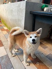 Akita