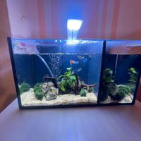 Acquario bettiera da 40 L