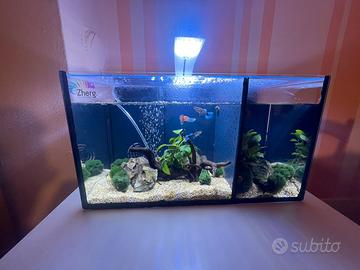 Acquario bettiera da 40 L