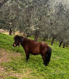 Poni femmina