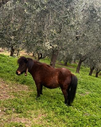 Poni femmina