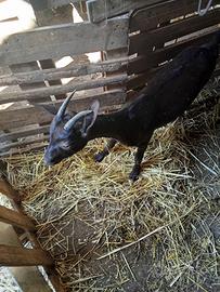 Capra