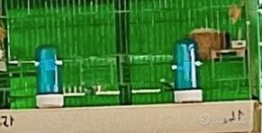 ?? canarini pronti per la cova