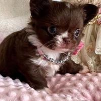 CHIHUAHUA TOY CUCCIOLI p.lungo CIOCCOLATO